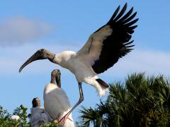 (Wood Stork) lands