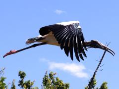 (Wood Stork) stick