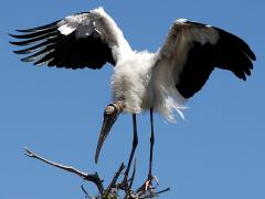 (Wood Stork) tiptoe