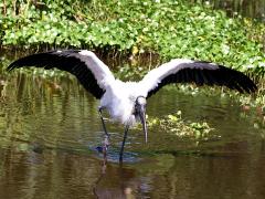 (Wood Stork) wading