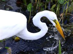 (Great Egret) splash