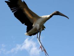 (Wood Stork) lands