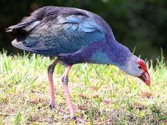 (Grey-headed Swamphen) forages