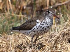 (Spotted Sandpiper) standing