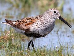 (Dunlin) lateral
