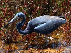 (Tricolored Heron) wading