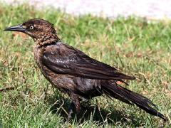 (Boat-tailed Grackle) female bathed