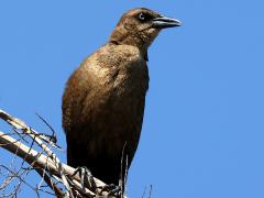(Boat-tailed Grackle) female perching