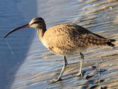 (Whimbrel) drooling