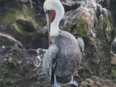 (Brown Pelican) preening Bird Rock