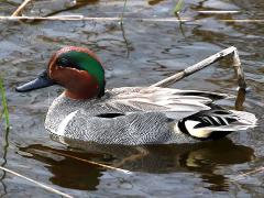 (Green-winged Teal) male