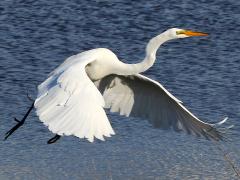 (Great Egret) flaps