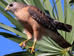 (Red-shouldered Hawk) perching