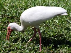 (White Ibis) forages