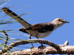 (Northern Mockingbird) perching