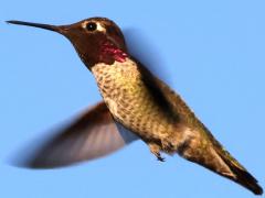 (Anna's Hummingbird) male lateral