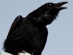 (Common Raven) crowing