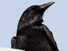 (Common Raven) sinuatus