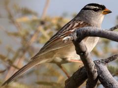 (White-crowned Sparrow) gambelii