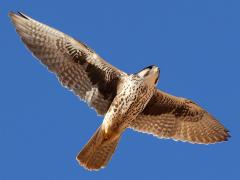 (Prairie Falcon) glides