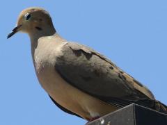 (Mourning Dove) perching