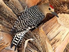 (Gila Woodpecker) male dorsal