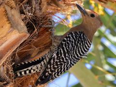 (Gila Woodpecker) male lateral