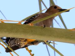 (Gila Woodpecker) male ventral