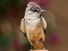(Say's Phoebe) frontal