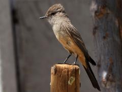 (Say's Phoebe) lateral