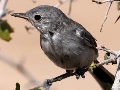 (Black-tailed Gnatcatcher) female frontaL