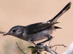 (Black-tailed Gnatcatcher) female lateraL