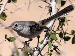 (Black-tailed Gnatcatcher) female tail