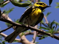 (Townsend's Warbler) male