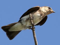 (Northern Rough-winged Swallow) ventral