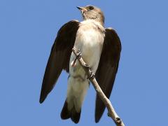 (Northern Rough-winged Swallow) wings