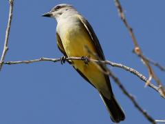 (Western Kingbird) perching