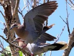 (White-winged Dove) fighting
