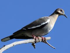 (White-winged Dove) perching