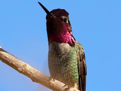 (Anna's Hummingbird) male gorget