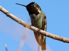 (Anna's Hummingbird) male perching