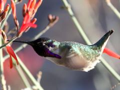 (Costa's Hummingbird) male hovering nectaring