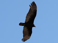 (Turkey Vulture) soars