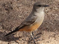 (Say's Phoebe) standing