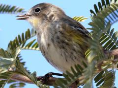 (Yellow-rumped Warbler) auduboni singing
