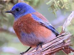 (Western Bluebird) male perching