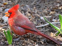 (Northern Cardinal) male feeding