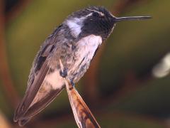 (Costa's Hummingbird) male shade