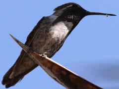 (Costa's Hummingbird) male sunlit