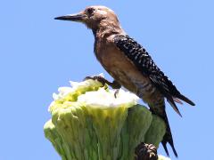Gila Woodpecker male on Saguaro Cactus